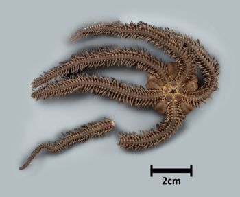 Media type: image;   Invertebrate Zoology OPH-5239 Description: Bottom up view of single ophiuroid specimen with a scale bar.;  Aspect: ventral